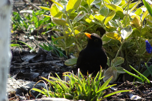 Amsel im Beet